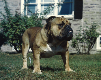 tuffy